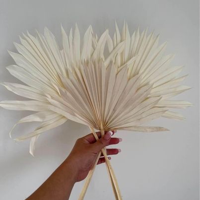 Dried Palm Leaf - Sun cut - Bleached White