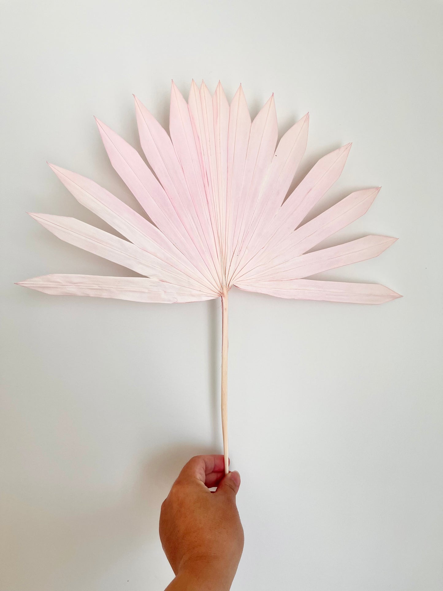 Dried Palm Leaf - Sun cut - Pink