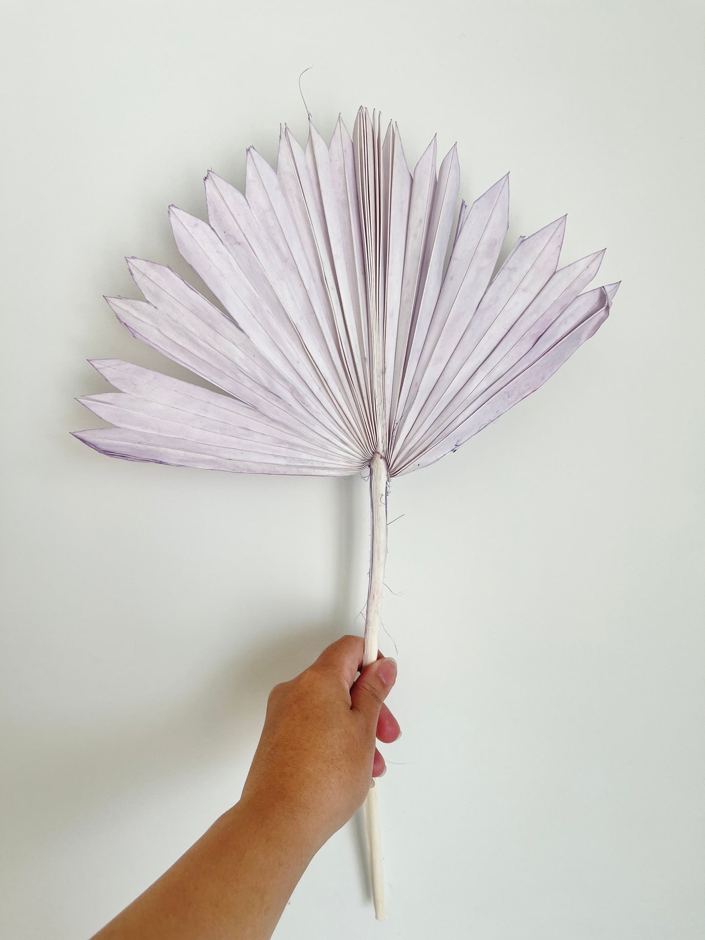 Dried Palm Leaf - Sun cut - Lilac