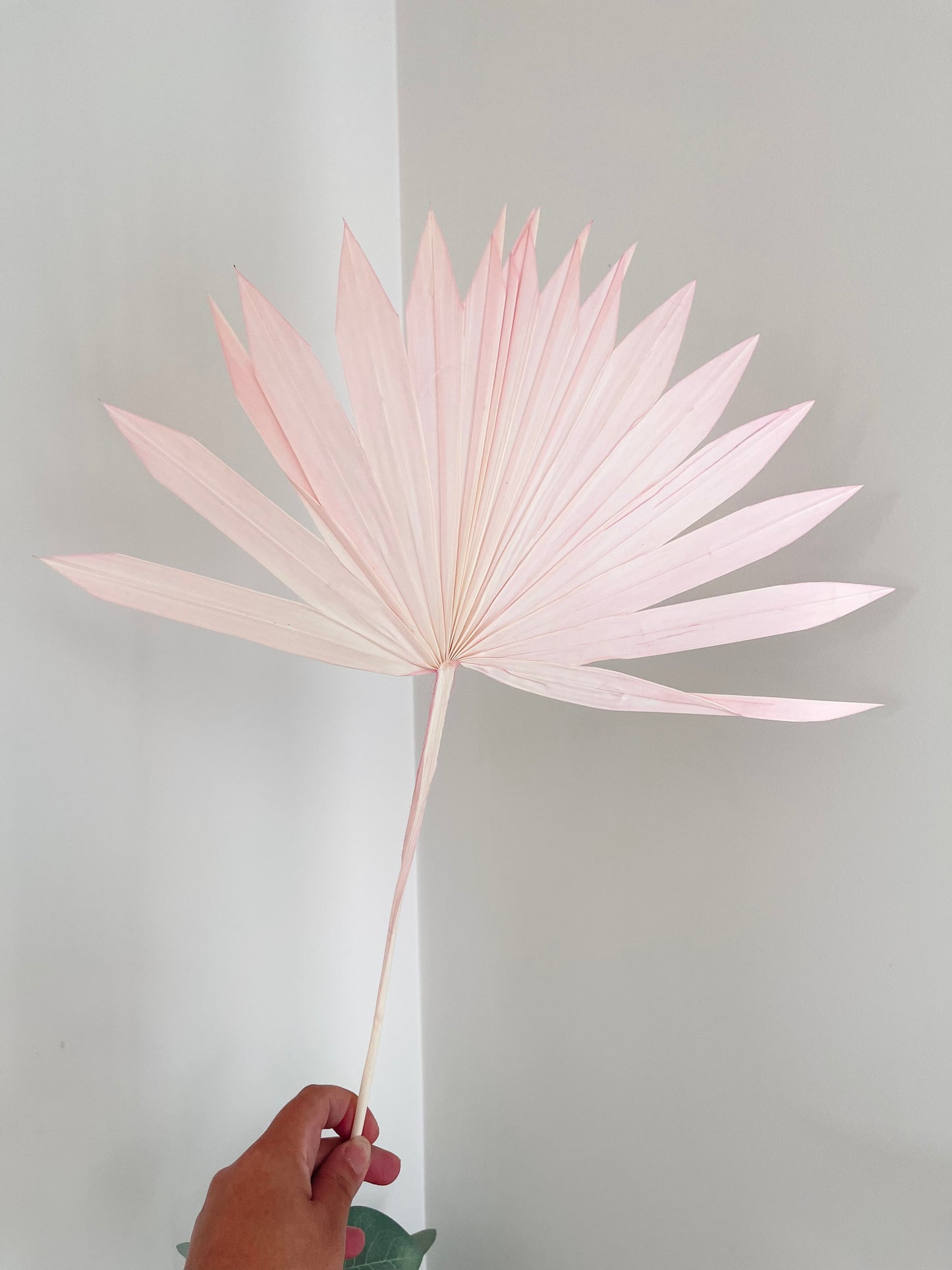 Dried Palm Leaf - Sun cut - Pink