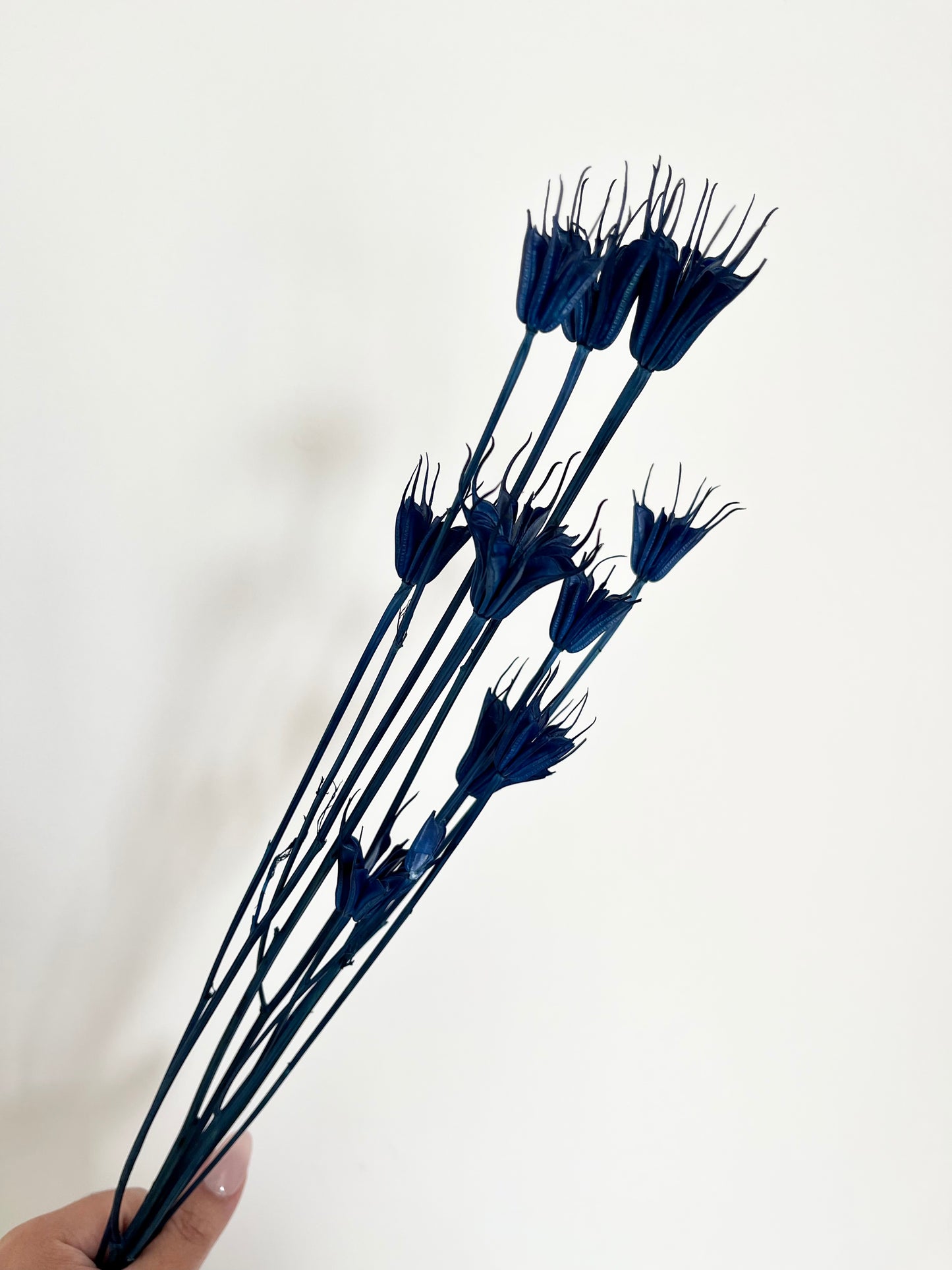 Dried Flower Nigella - Navy Blue