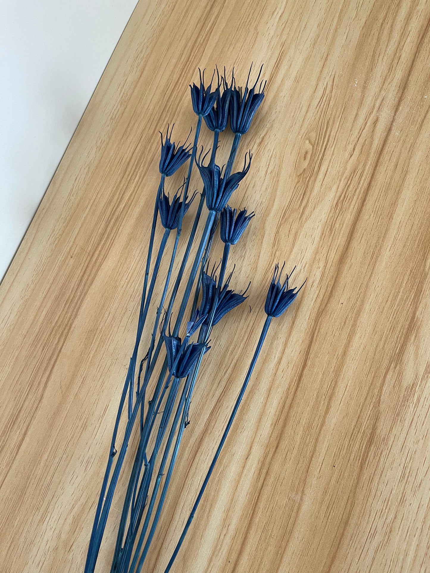 Dried Flower Nigella - Navy Blue