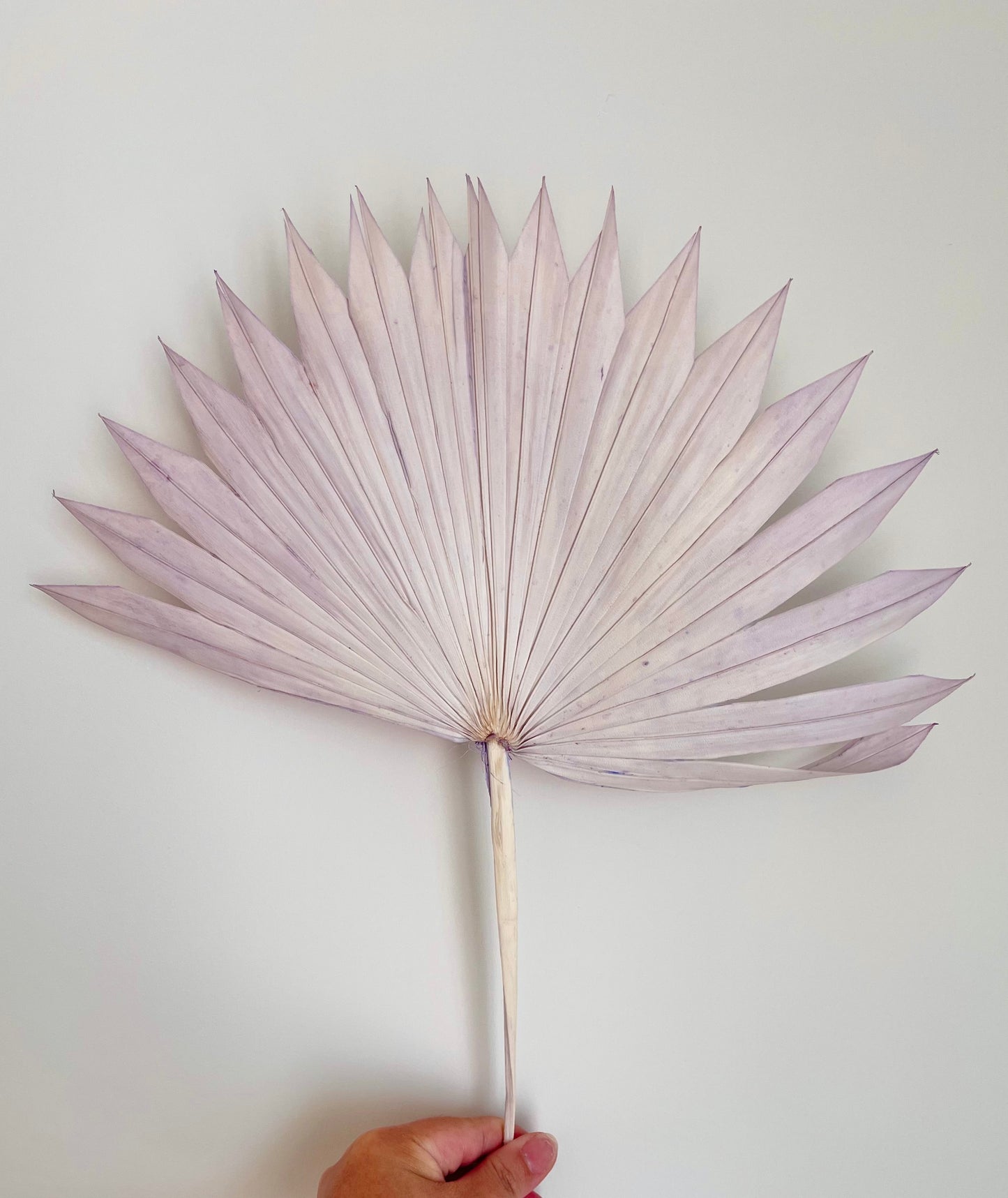 Dried Palm Leaf - Sun cut - Lilac